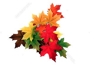 Fall Leaves