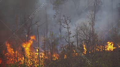Forest fire disaster  burning caused by human