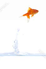 Goldfish escape