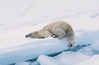 Polar Bear