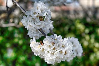 White cherry blossom in the garden