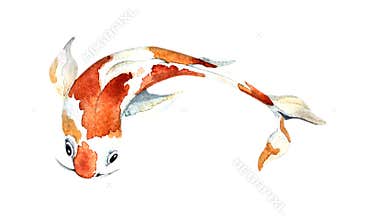 Watercolor orange koi, beautiful fish on an isolated white background