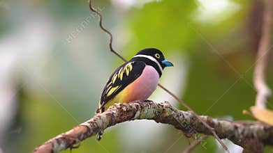 Colorful cartoon bird broadbill