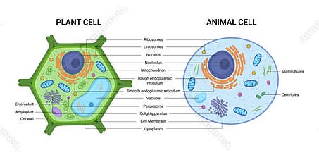 Vector illustration of the Plant and Animal cell anatomy structure. Educational infographic