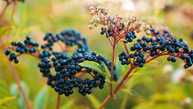 Close-up Autumn elderberry bush with yellow foliage, ripe black berry in warm yellow shades