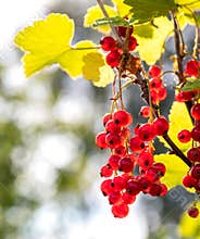 Red currant berries in sunlight.