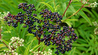 Black elderberry on a bush branch, top view. Elderberry on the plantation