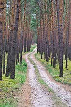 Pine tree forest in Zahorie region