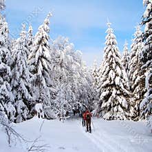 Cross country skiing tourists