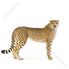 Cheetah standing up
