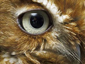 Eye of brown owl
