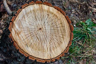 Cross cut of a tree close-up, top view