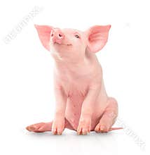 Happy young pig isolated on white background. Funny animals emotions