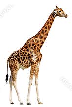 Isolated giraffe