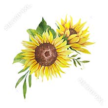 Watercolor sunflowers bouquet, hand painted sunflower bouquets, sunfower flower arrangement. Wedding invitation clipart elements.