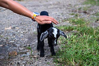 Female hand caring a black goat kid. Kindness to farm animals concept photo. Woman care on little goat