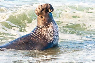 Male Elephant Seal