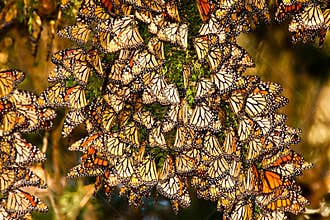 Monarch Butterflies