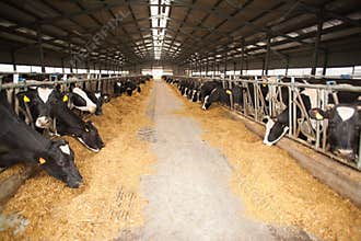 Large cow farm