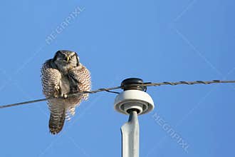 Puffy Northern Hawk Owl
