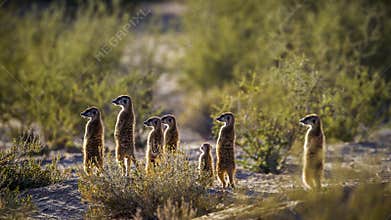 Meerkat in Kgalagari transfrontier park, South Africa