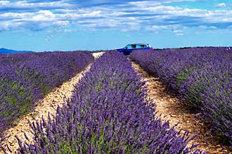 blue car driving by lavender fields in rural france