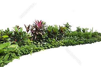 Tropical landscaping garden shrub