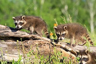 Photobomb by raccoon cub with his two brothers