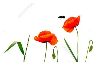 Summer flowers