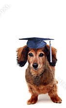 Doggy graduation