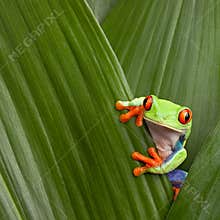 Red eyed tree frog macro Costa Rica jungle