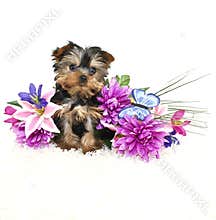 Sweet Yorkie Puppy