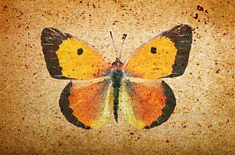 Old paper texture and orange butterfly. grunge background with butterfly close up.