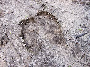 Photography to theme big footprint animal cow close up