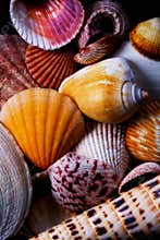 Colorful Sea Shells