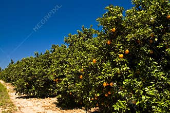 Florida orange grove