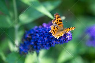 Orange comma butterfly - Polygonia c-album- with brown dots on dorsal wings on blue butterflybush - Buddleja davidii - in summer g