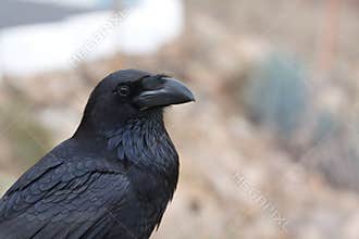 Black raven