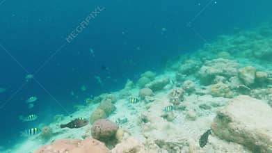 Coral reef with sea dwellers in azure transparent ocean