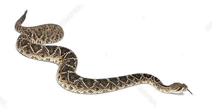 Eastern diamondback rattlesnake