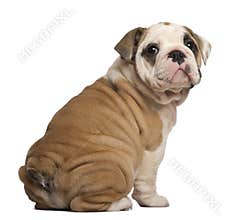 English Bulldog puppy, Sitting, looking back