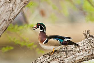 Wood Duck