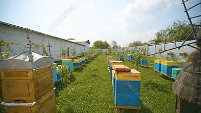 Great Apiary. Industrial beekeeping with honey bees.