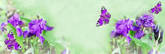 Forest flowers of purple iris and tinted butterflies on a green widescreen unfocused background. Selective focus
