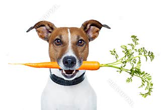 Healthy dog with a carrot