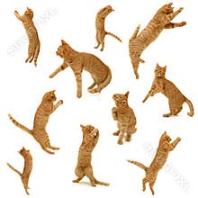 Kittens in action