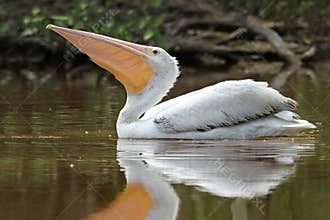 American White Pelican with Pouch Extended