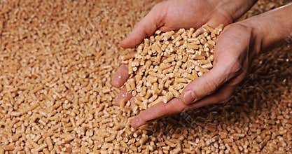 Wood pellets in hands. biomass, renewable energy