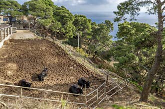 Herd of cattle on the Island of Gorgona, Livorno, Italy