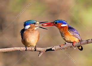 Malachite Kingfishers feeding a fish
